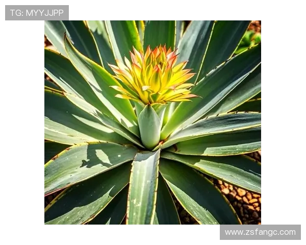 墨西哥：不止于龙舌兰与亡灵节的魅力国度